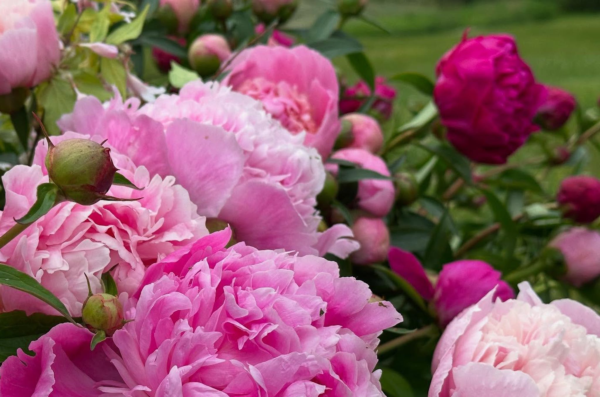 Country Cut Flowers